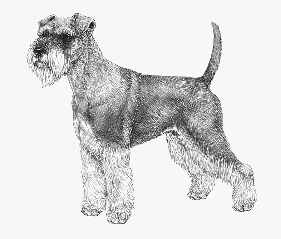 Norwegian Elkhound Png, Transparent Clipart