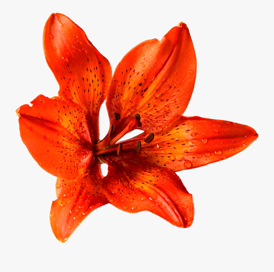 11 Real Orange Flowers Png - Woolseygirls Meme