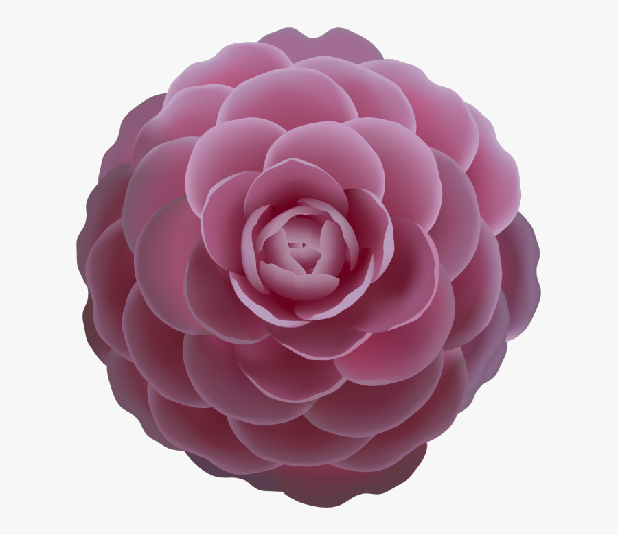 Camellia Rose Clip Art - Camellia Vector, Transparent Clipart