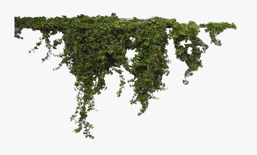 Plants Header - Ivy Png, Transparent Clipart