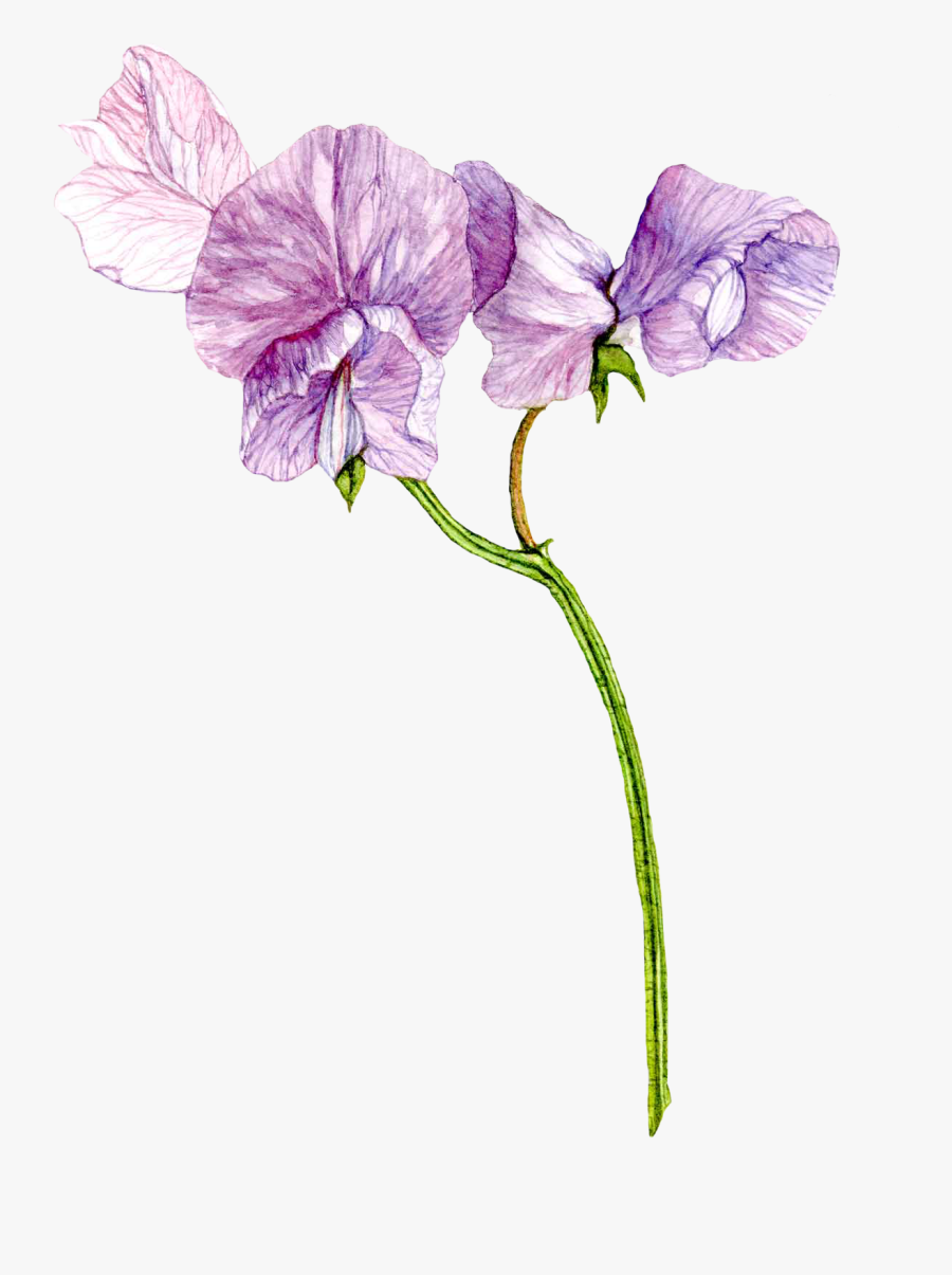 Transparent April Flowers Clipart - Purple Sweet Pea Watercolor, Transparent Clipart