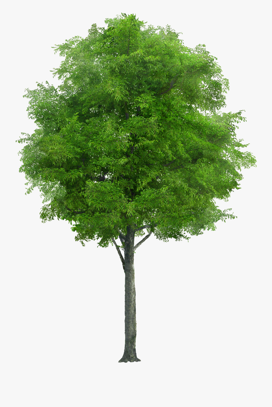 Trees Lake House Clipart - Neem Tree Png, Transparent Clipart
