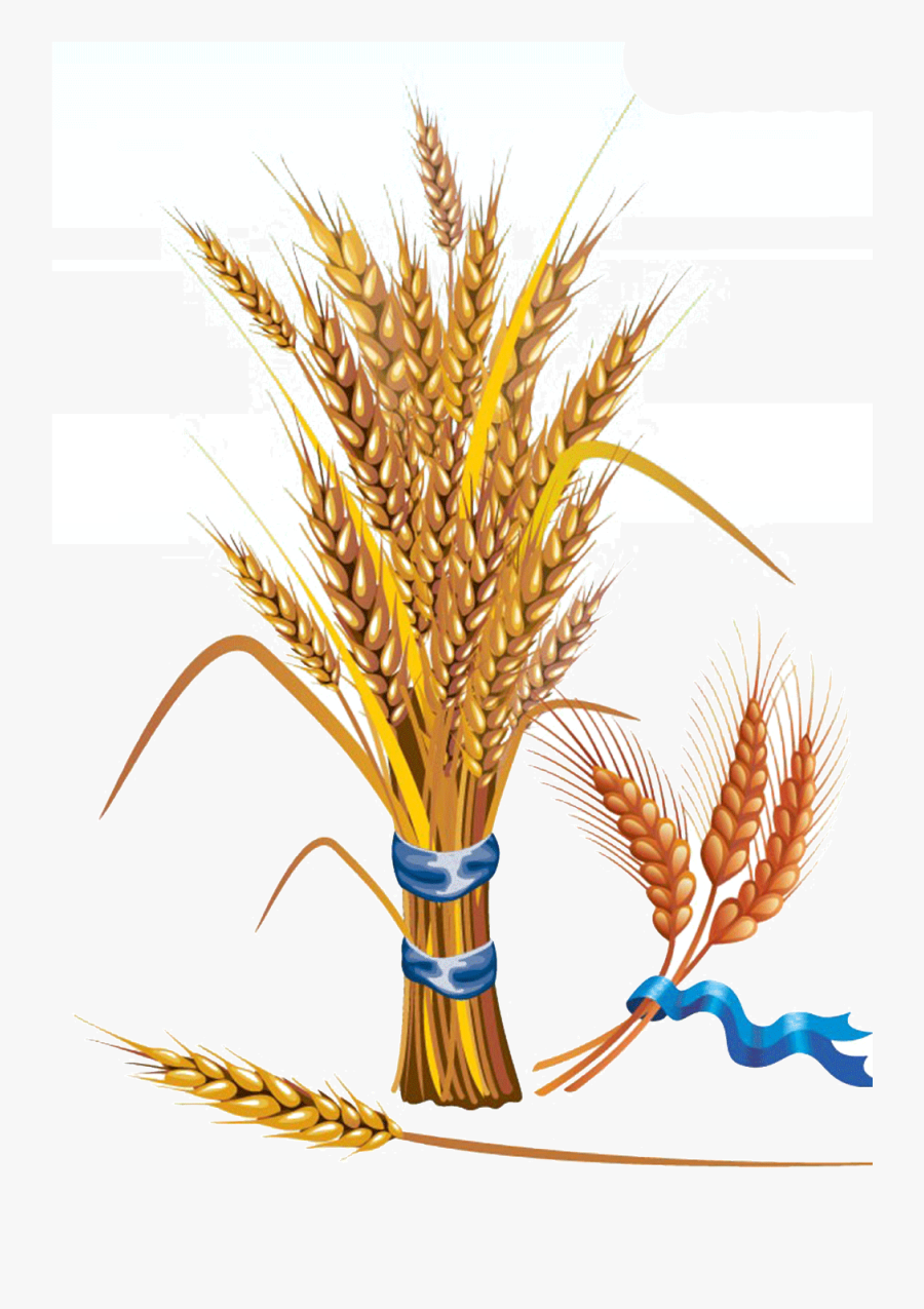Download Wheat Euclidean Vector Grain Clip Art - Wheat Vector ...