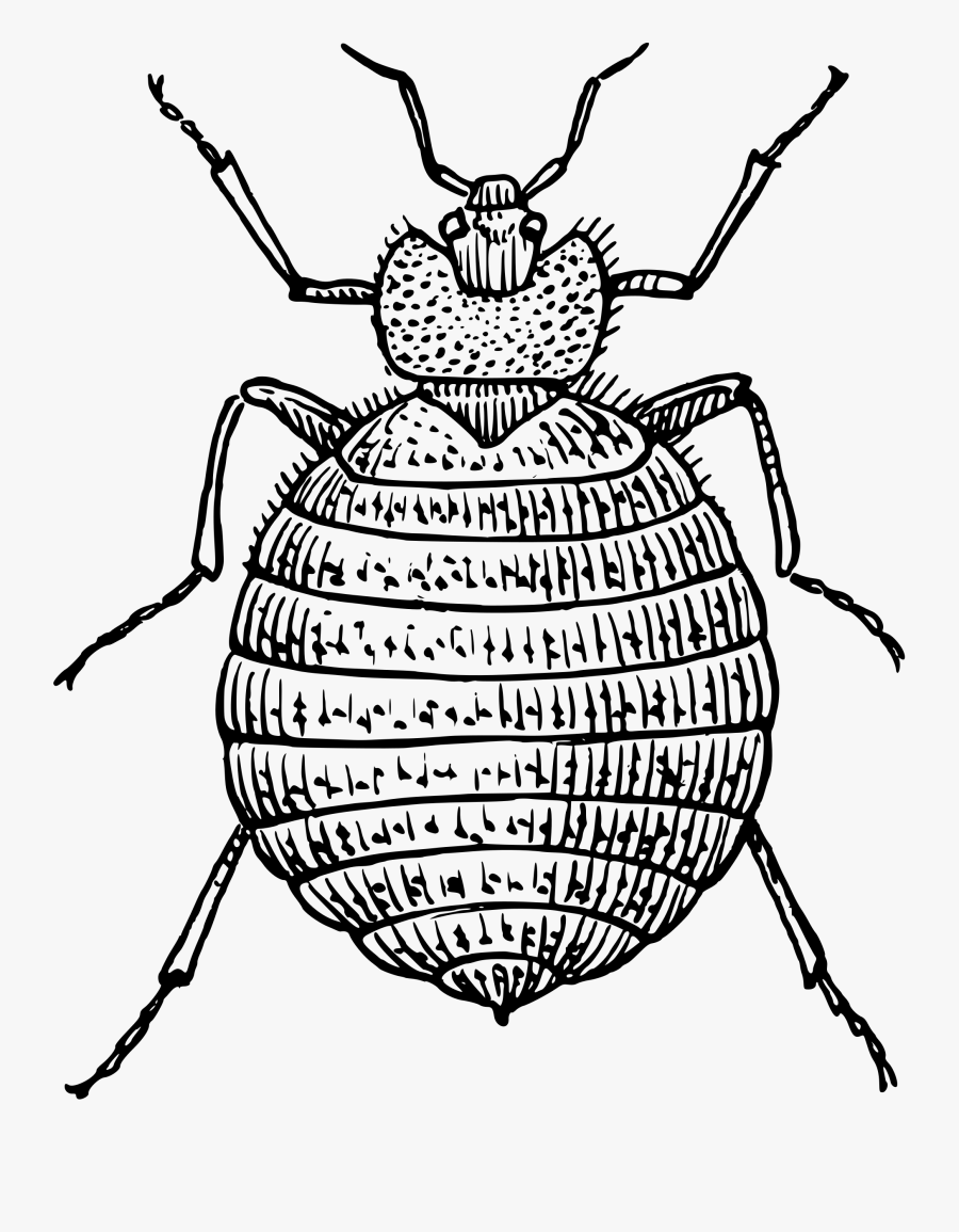 Insect With Book Clipart - Bedbug Black And White, Transparent Clipart