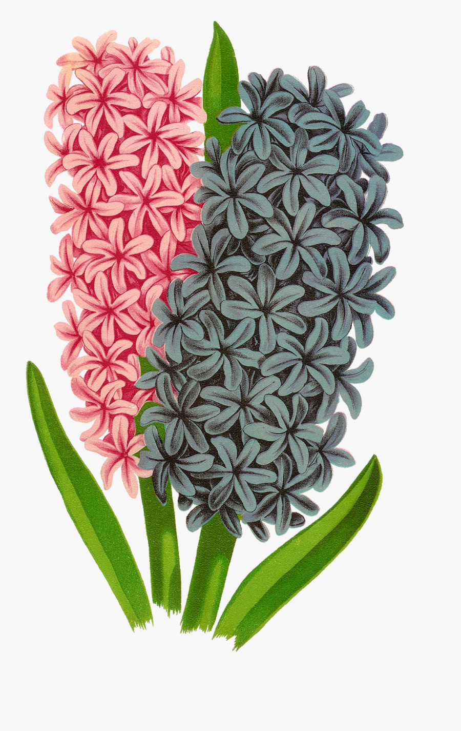 Floral Flower Botanical Art Image Transfer Clipart - Hyacinth, Transparent Clipart