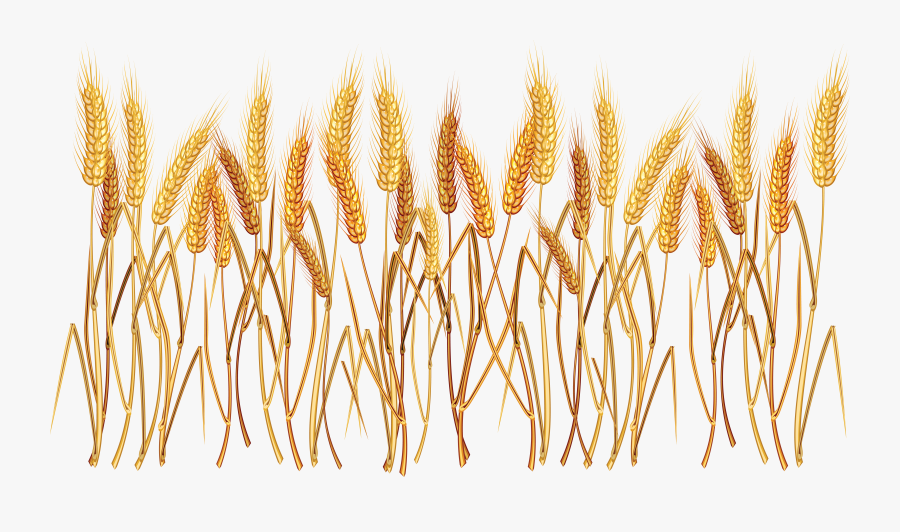 Transparent Wheat Png - Wheat Clipart Transparent Background, Transparent Clipart