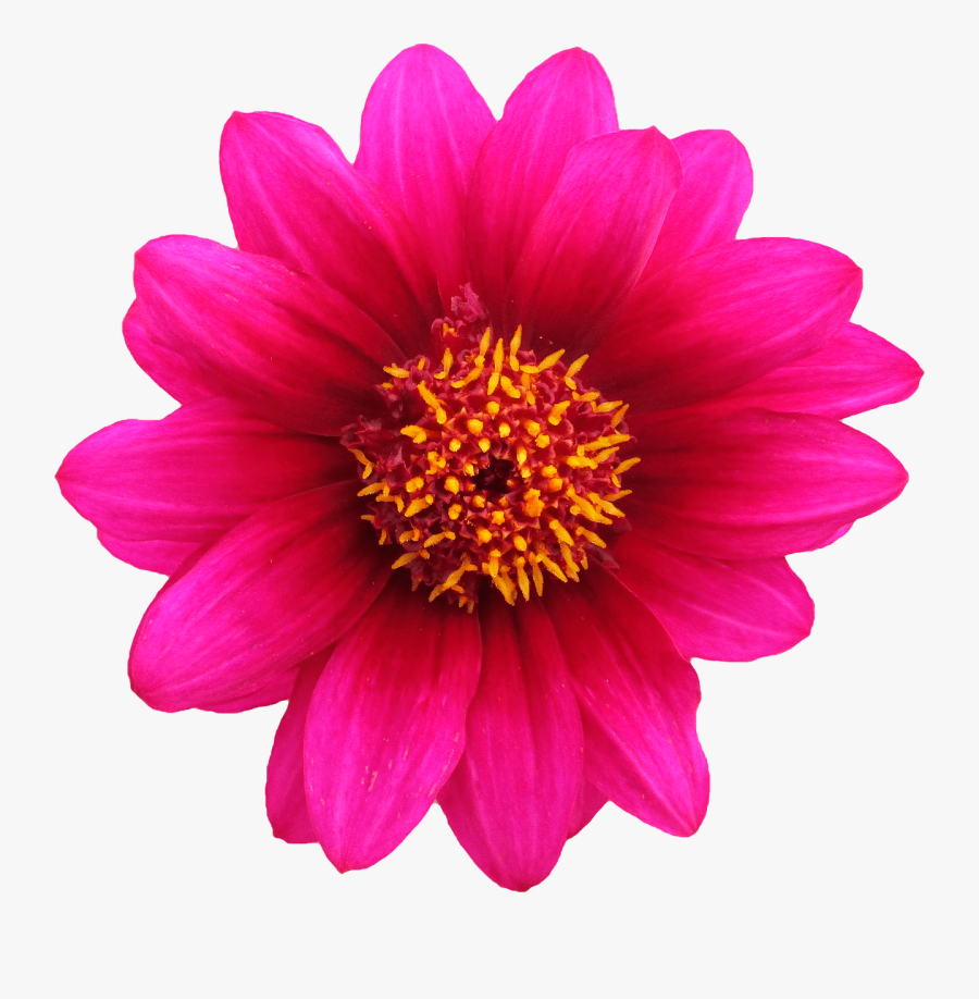 #flower #flor #flores #floral #clipart #clip Art #vetor - Pink Flower Transparent Background, Transparent Clipart