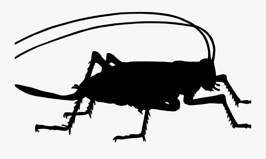 From Icky Bugs To Good Grub - Cricket Insect Silhouette Png, Transparent Clipart