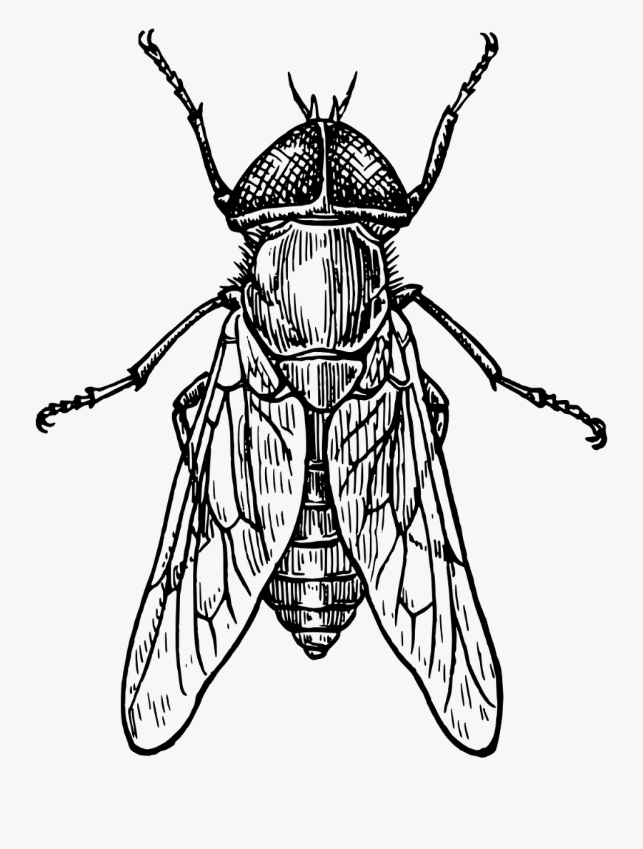 Gadfly - Insect Black And White, Transparent Clipart