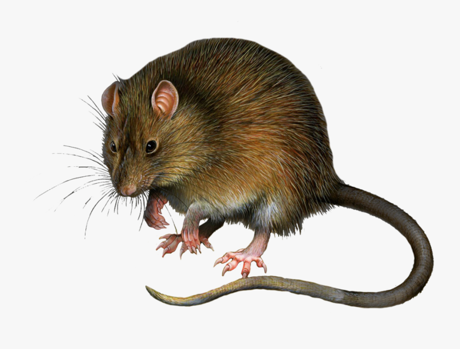 Rat Clipart Clipartfox - Rat Png, Transparent Clipart