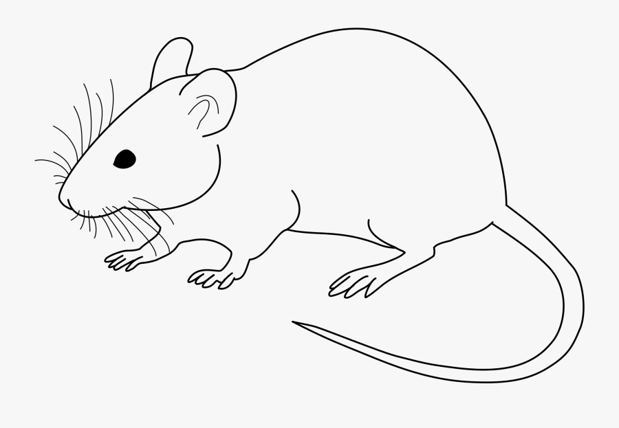 Thumb Image - Rat Black And White, Transparent Clipart