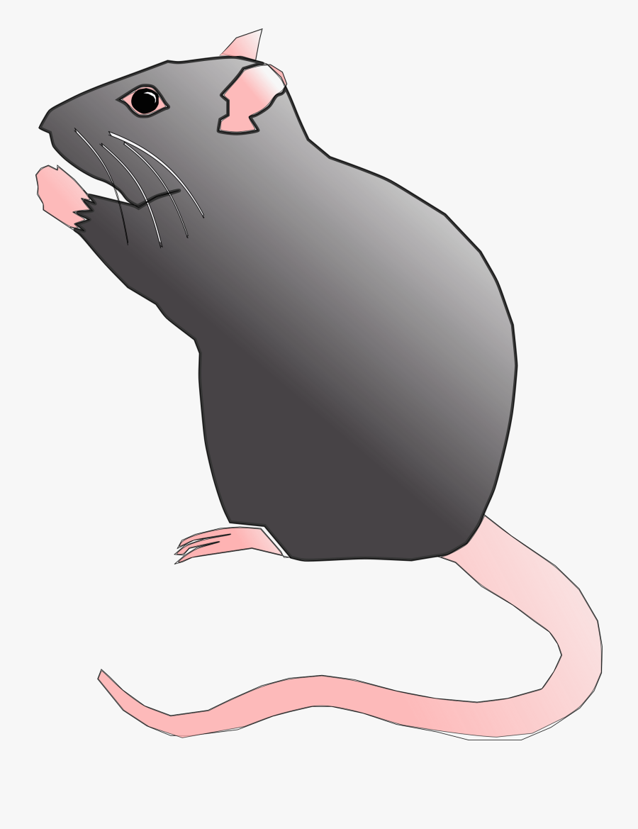 Rat Rodent Pest Mouse Animal Png Image - Rat Cartoon Transparent Background, Transparent Clipart