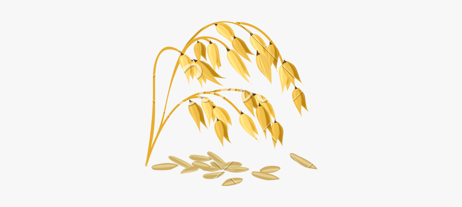 Wheat Grain Vector - Getreide Sorten, Transparent Clipart