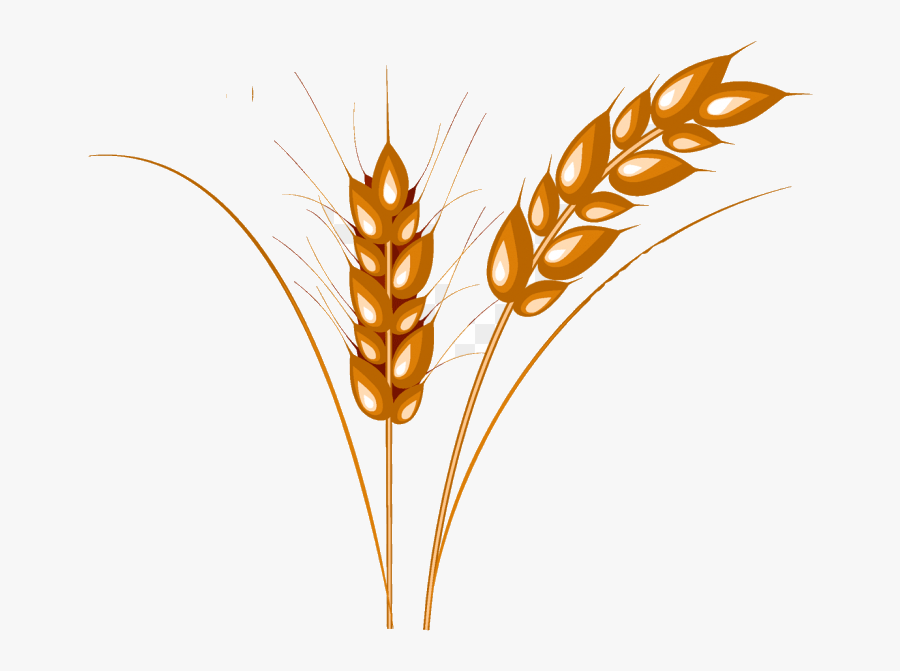 Wheat Clipart Photo Transparent Png - Колос Пшеницы Рисунок, Transparent Clipart