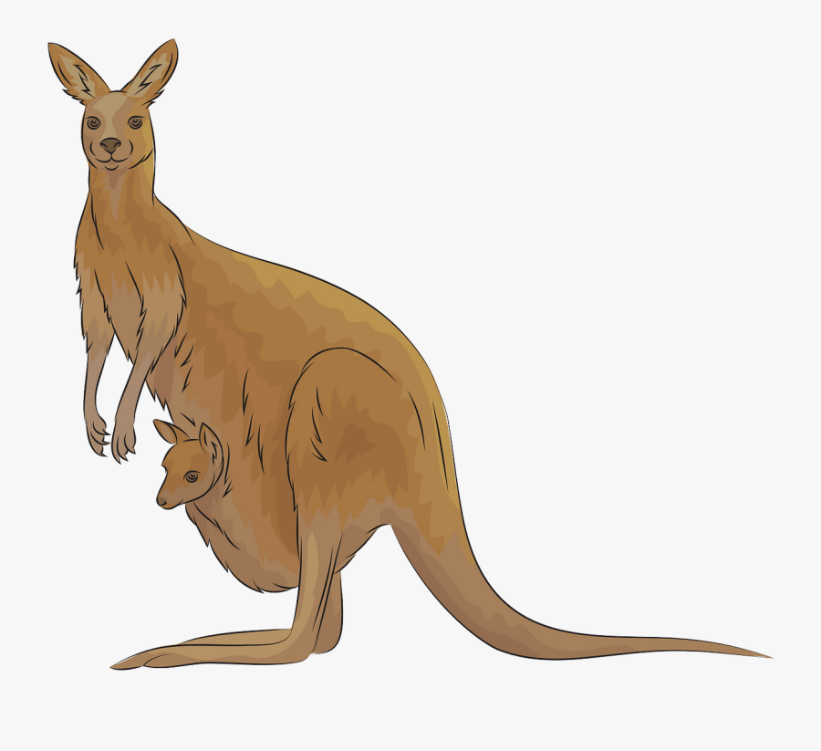 Kangaroo , Free Transparent Clipart - ClipartKey