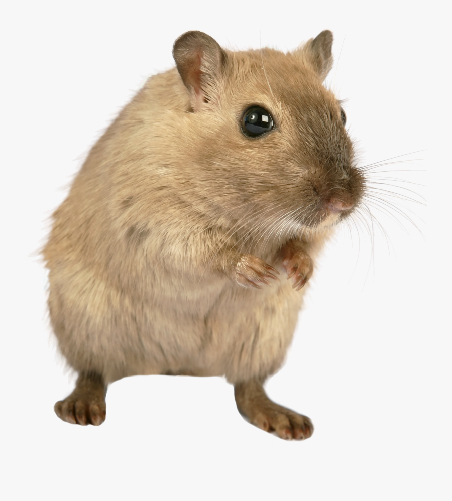 Clip Art Cute Pet Rat - Мышь Png, Transparent Clipart