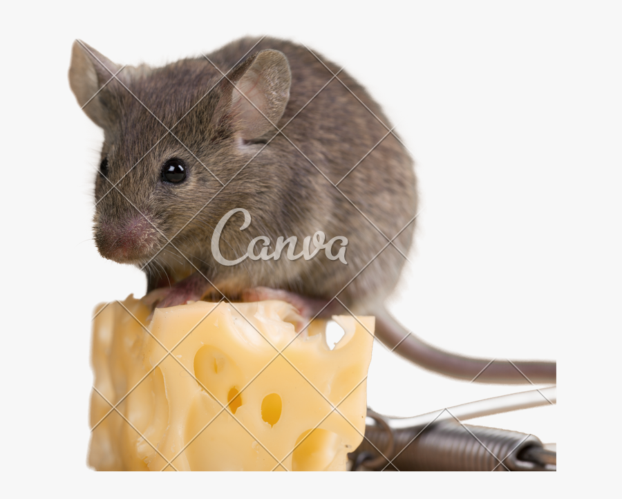 Clip Art Mouse From A Trap - Rat Zapper, Transparent Clipart