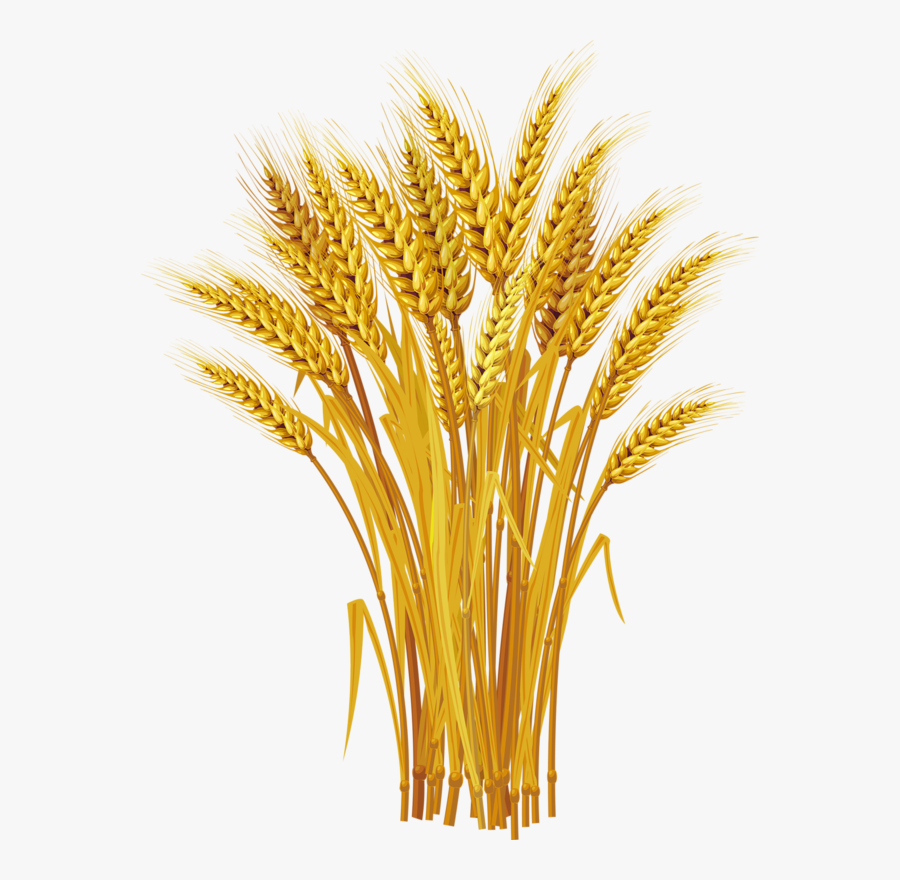 Wheat Clipart Ear Wheat - Wheat Plant Clip Art, Transparent Clipart