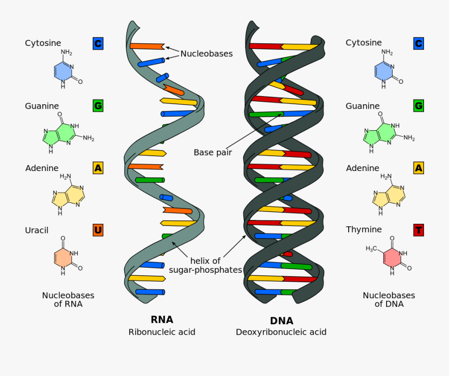 Differences Between Dna And Rna - Nucleic Acids , Free Transparent ...