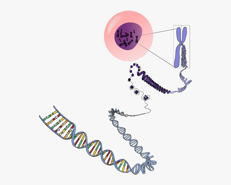 Dna Tree Clipart - Many Chromosomes Do Humans Have , Free Transparent