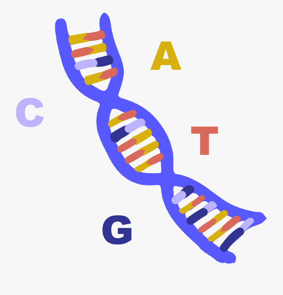 Innovative Genomics Institute Igi - Dna Illustration Transparent Png, Transparent Clipart