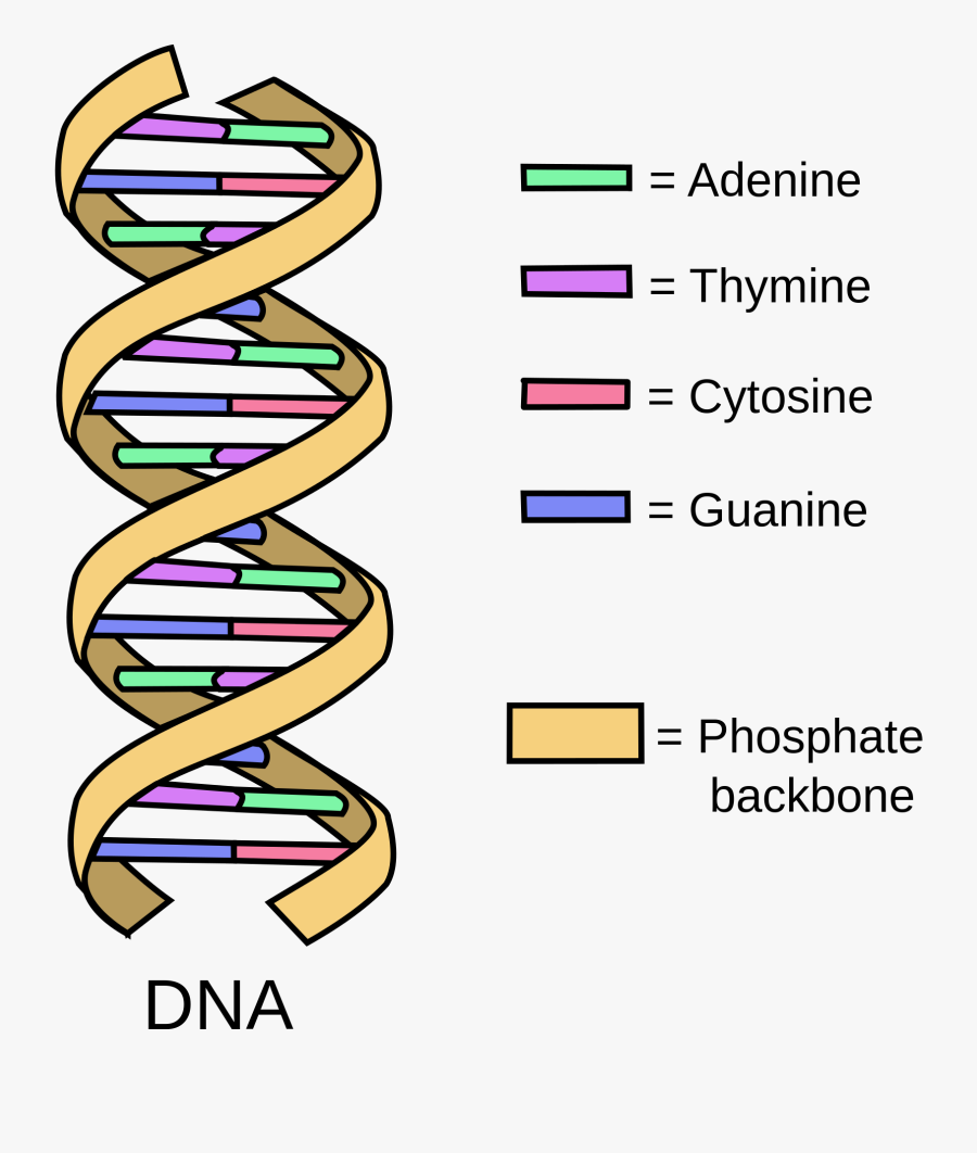 Dna Structure Clipart - Definition Of Dna, Transparent Clipart