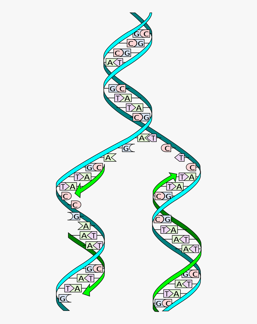 Dna Page 35 Images - Dna Replication , Free Transparent Clipart ...