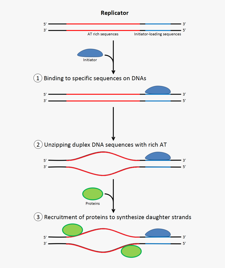 Transparent Dna Clipart - Initiation Phase Dna Replication, Transparent Clipart