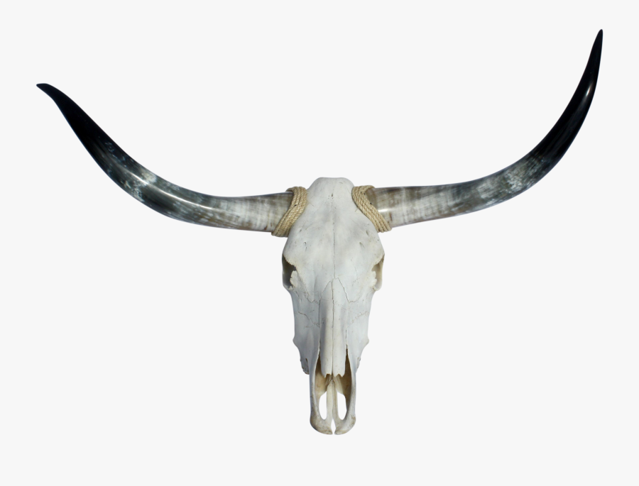 Skull Texas Longhorn Clipart - Longhorn Skull Transparent, Transparent Clipart