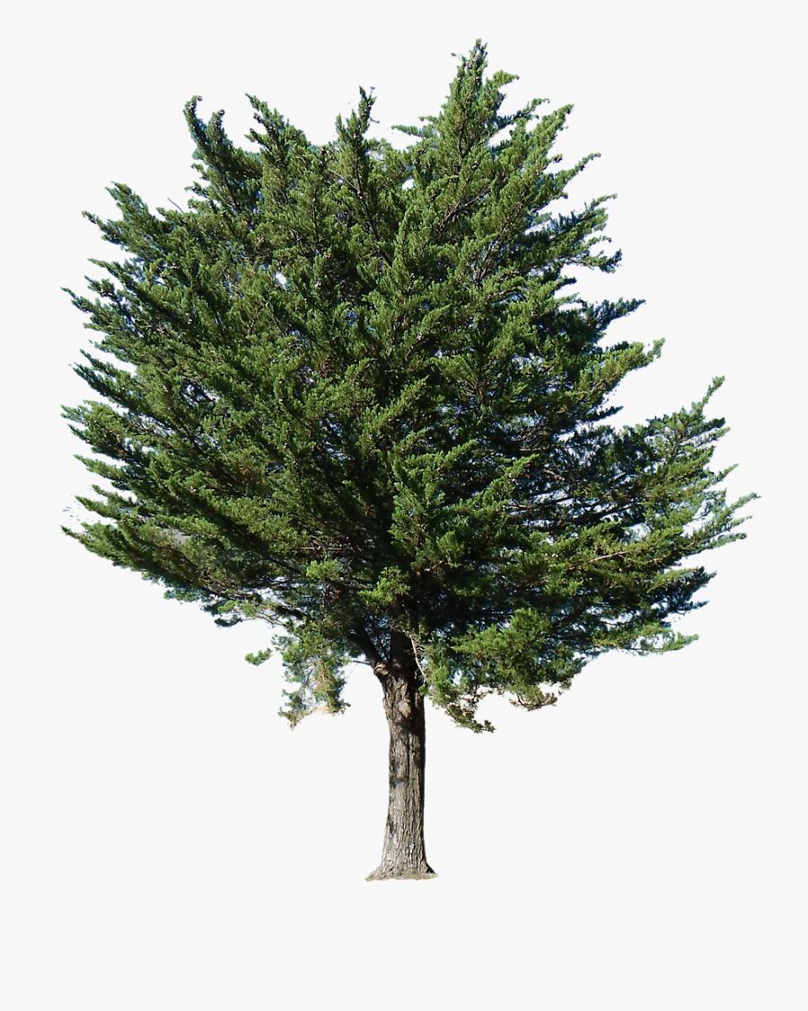 Landscape Layout Png Pine Tree - Transparent Background Pine Tree Png, Transparent Clipart