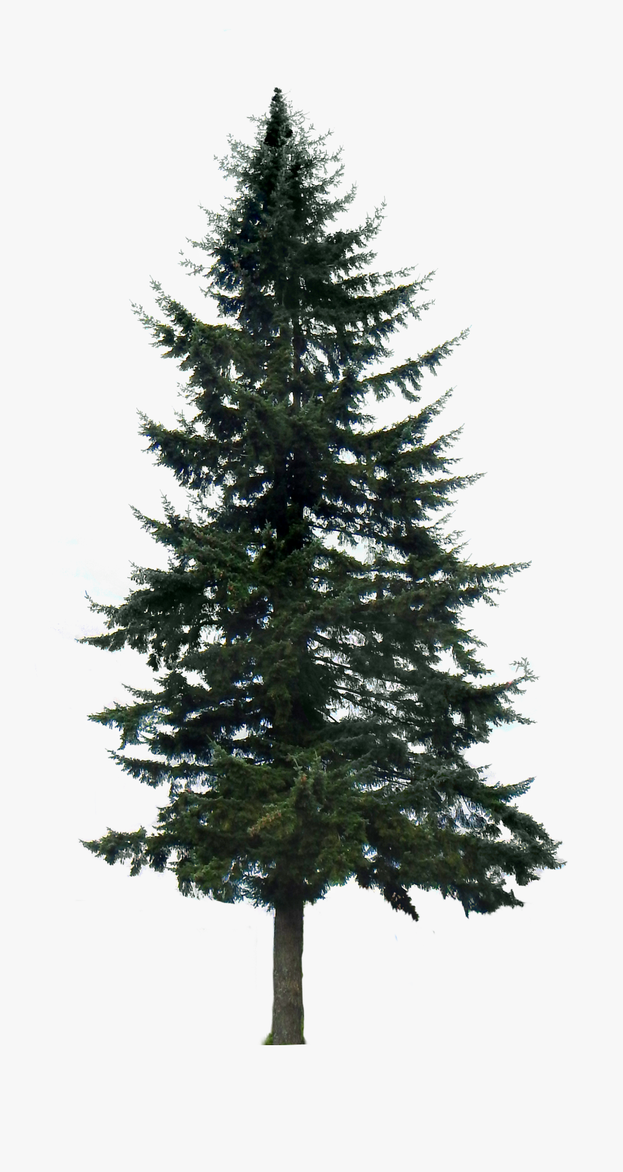 Pin By Al Chailosky On Trees - Pine Tree Transparent Background, Transparent Clipart