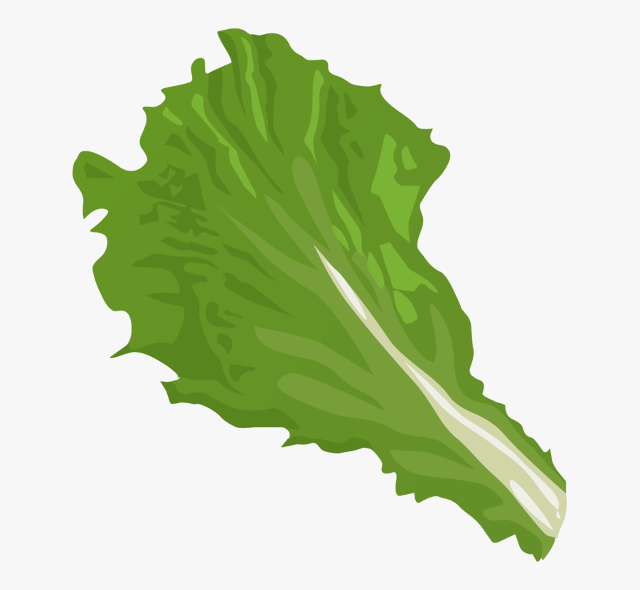 Green Salad With Shrimps And - Lettuce Png Clipart, Transparent Clipart