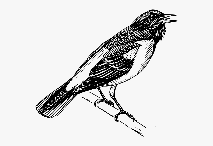 Free Vector Singing Bird Clip Art - Black And White Oriole Bird, Transparent Clipart