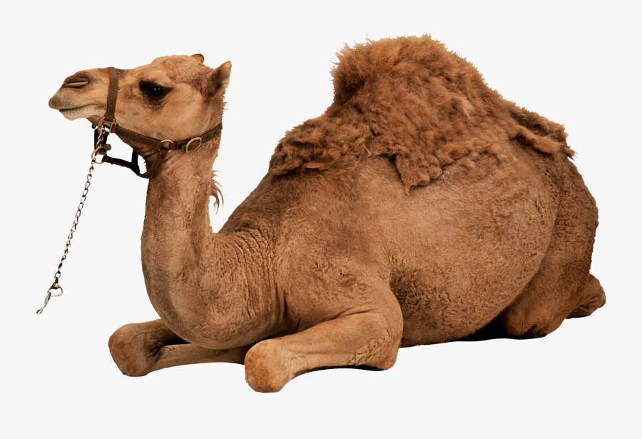 Desert Animal Png, Transparent Clipart