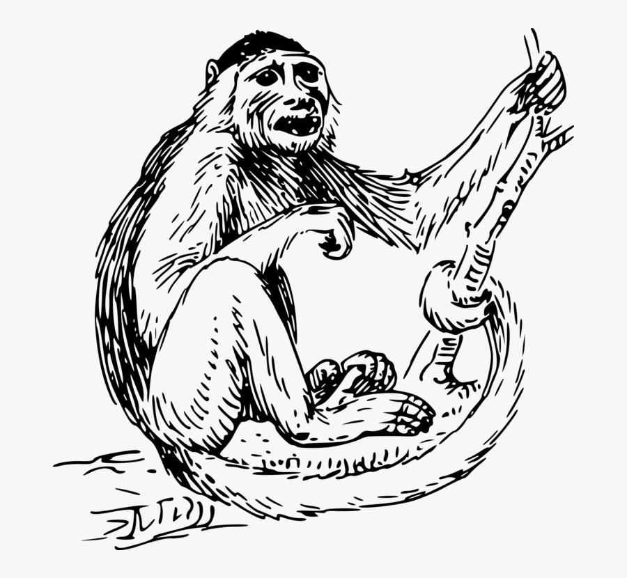 Monkey Clipart Black And White, Transparent Clipart