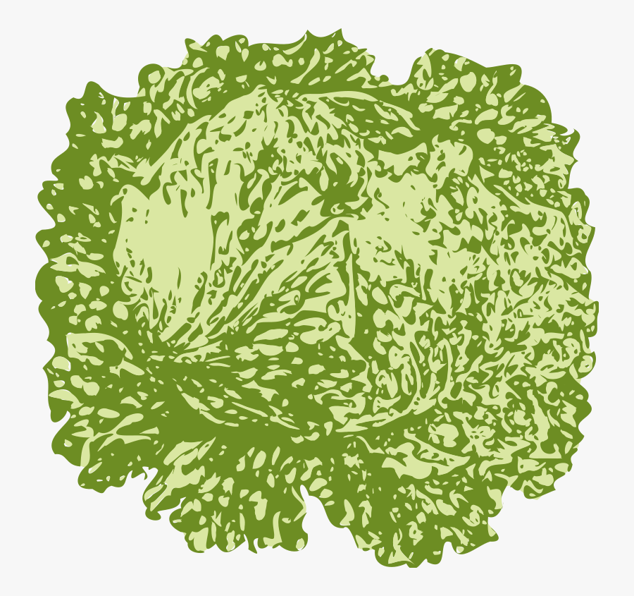 Slice Of Lettuce, Transparent Clipart