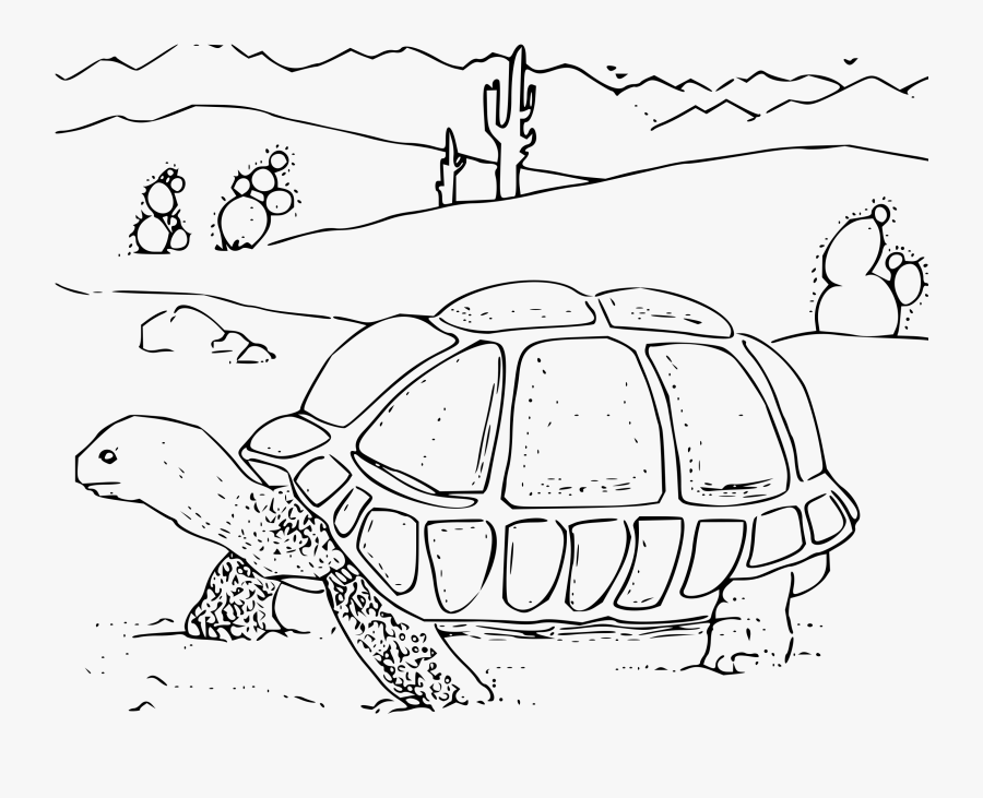 Desert Tortoise Big Image - Desert Tortoise Coloring Page, Transparent Clipart