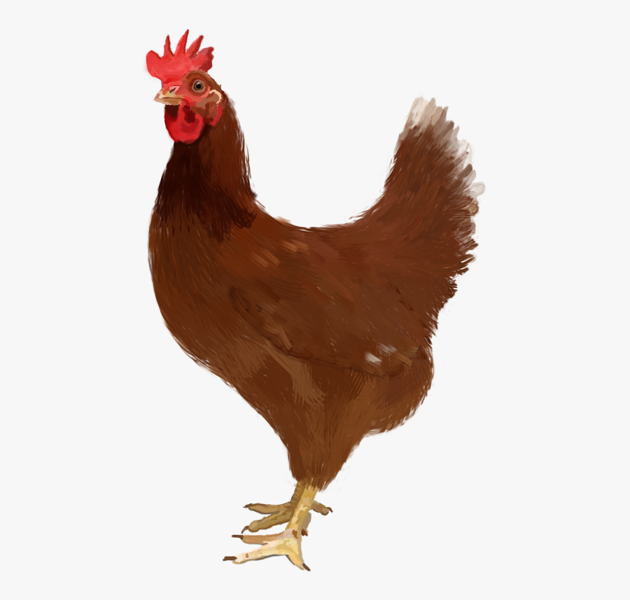 Kadaknath Chicken Meat Food Egg Chicken Coop - Gallina Real Png, Transparent Clipart