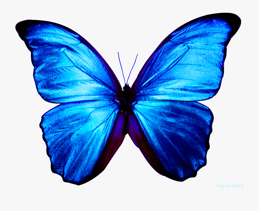 Transparent Torches Clipart - Blue Butterfly Transparent Background, Transparent Clipart