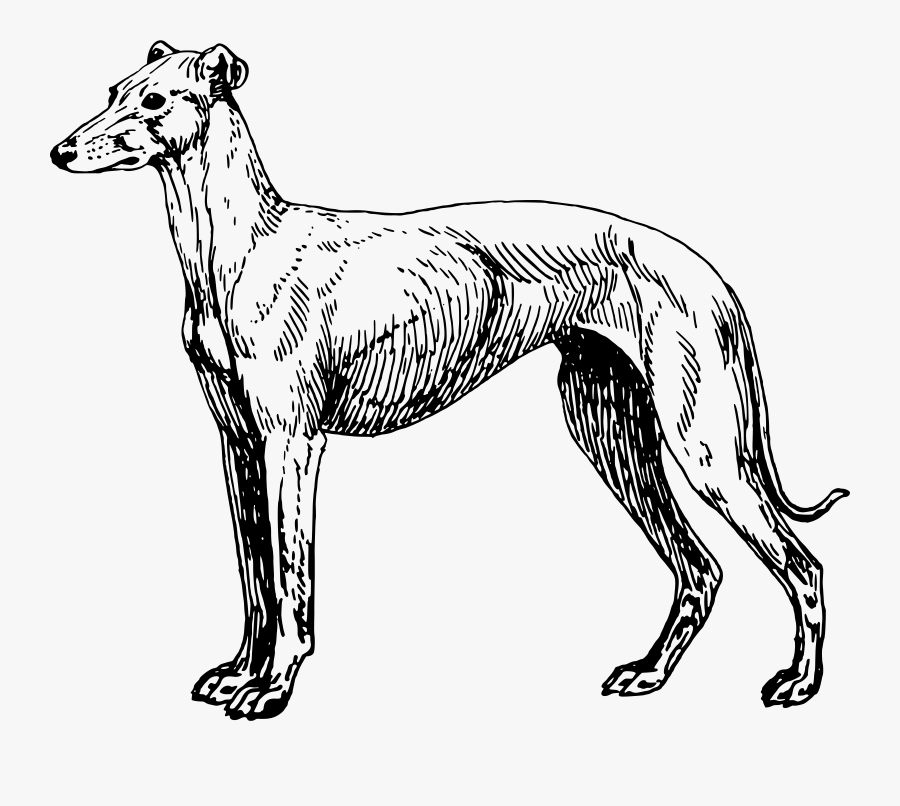Greyhound Lines Greyhound Adoption Clip Art, Transparent Clipart