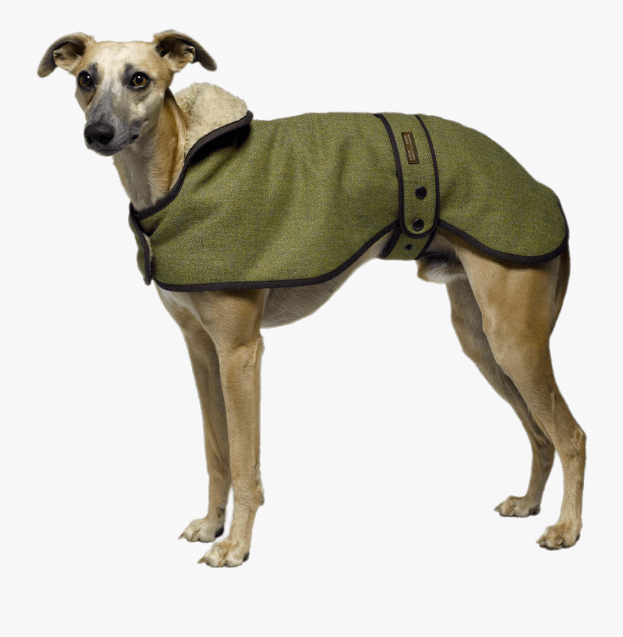 Greyhound Wearing A Coat - Winter Whippet, Transparent Clipart