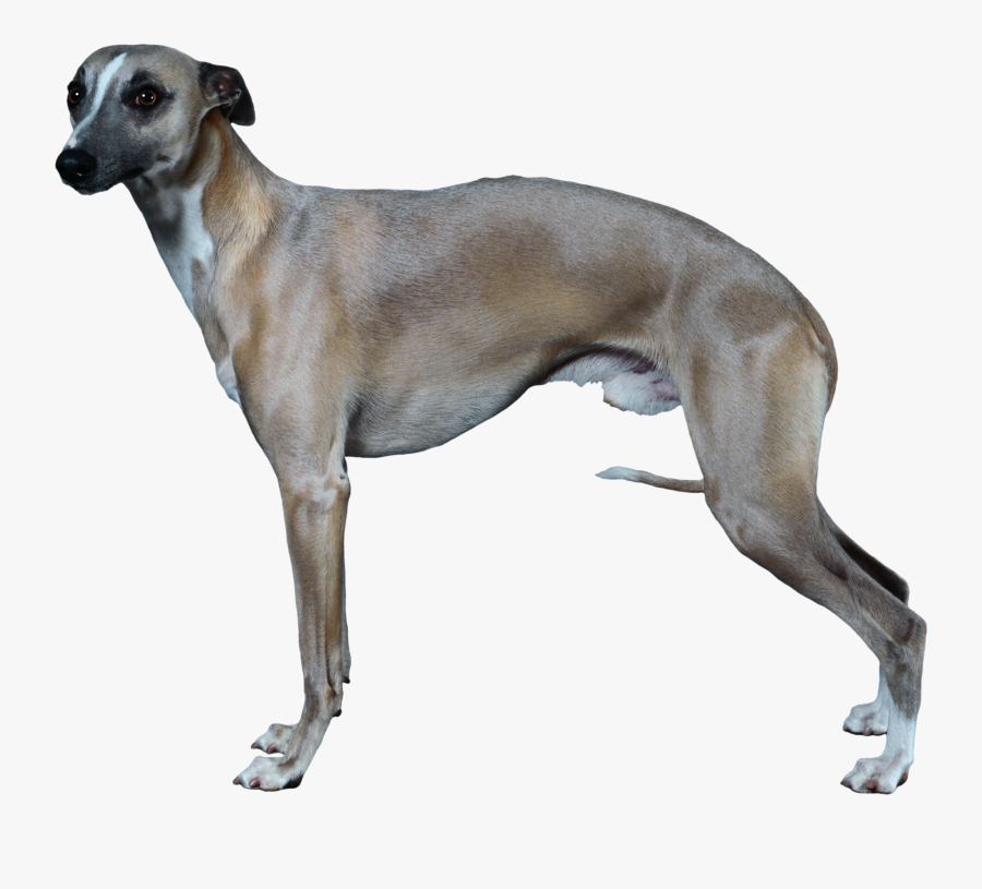 Clip Art Long Haired Greyhound - Whippet, Transparent Clipart