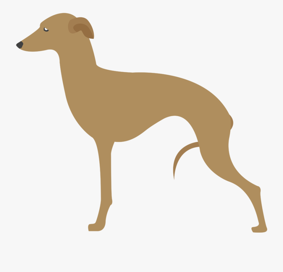 Clip Art Galgo Afego - Hunting Dog Breeds, Transparent Clipart