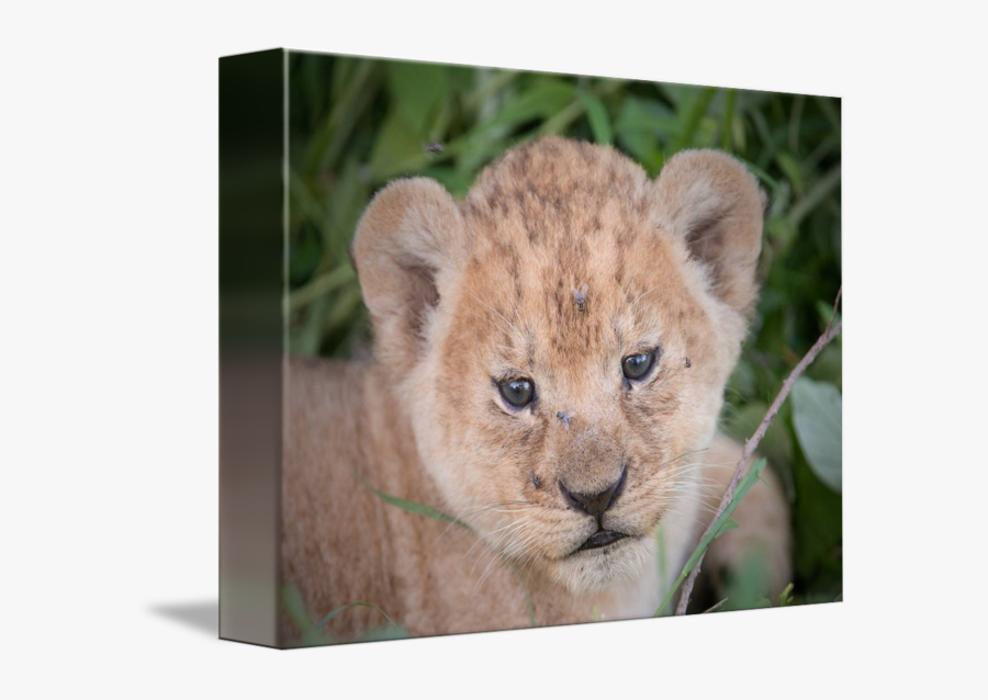 Transparent Baby Lion Clipart - Lion, Transparent Clipart