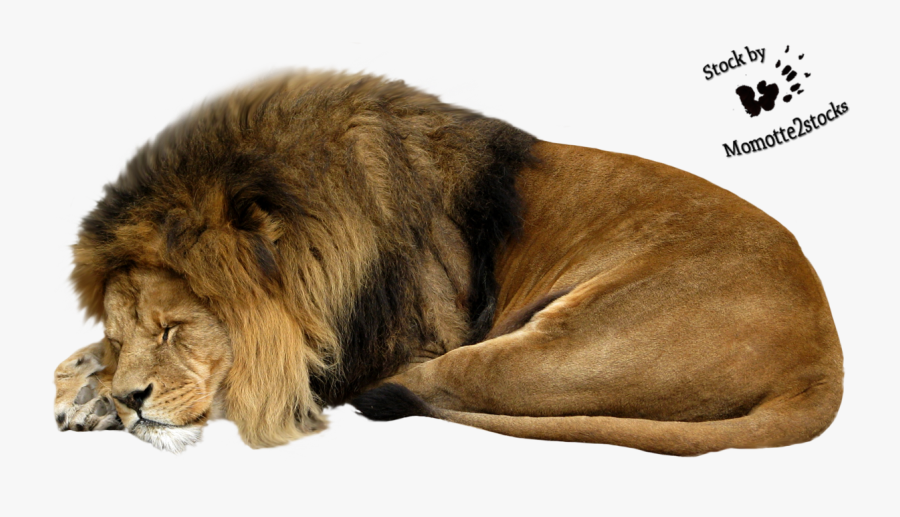 Transparent Lava Clipart - Sleeping Lion Png, Transparent Clipart