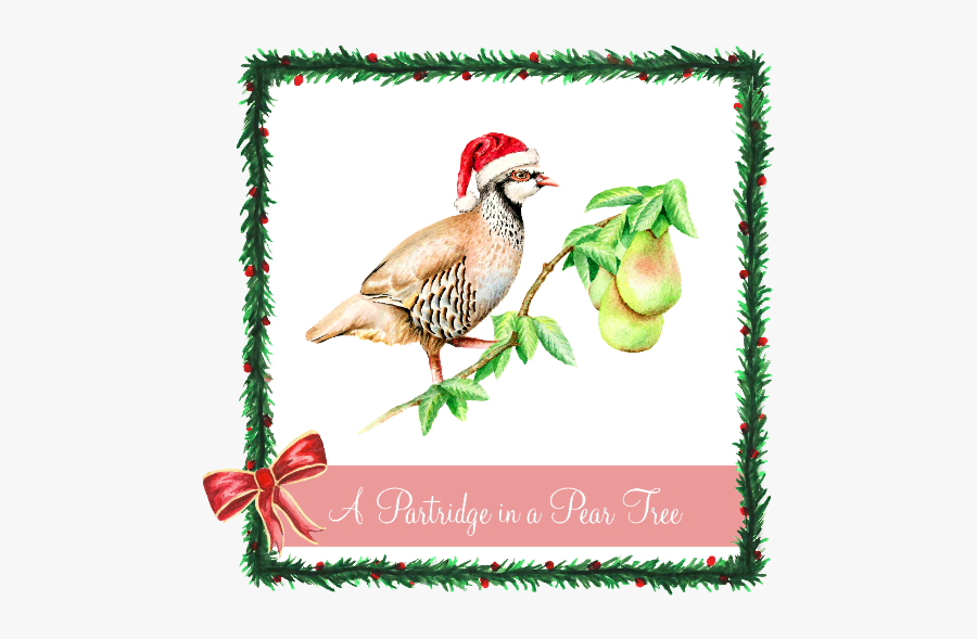 Christmas Partridge In A Pear Tree, Transparent Clipart