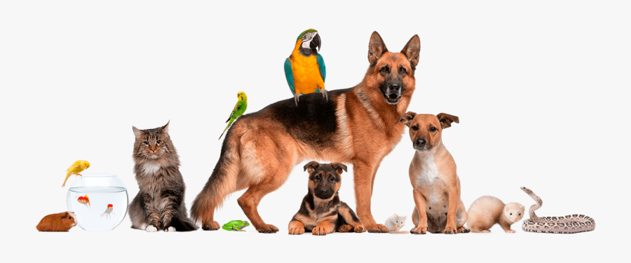 Dog Cat Pet Shop Veterinarian - Lots Of Pets Together, Transparent Clipart