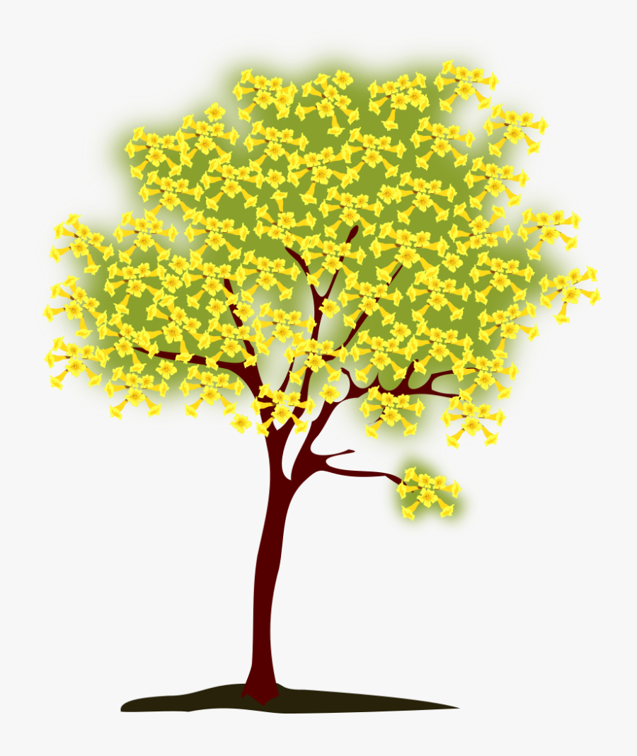 Tree, Blossoming, Yellow, Nature, Spring - Ipê Amarelo Png, Transparent Clipart
