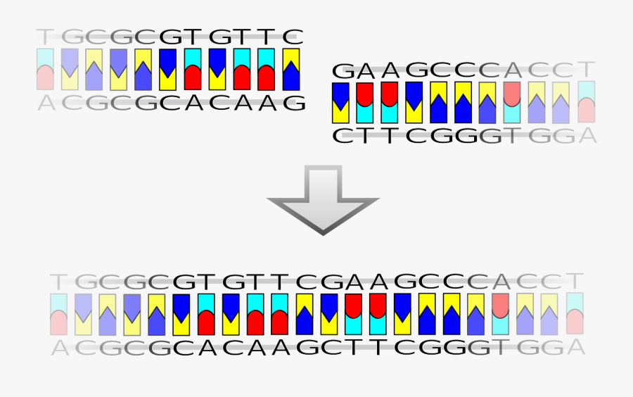 Bamhi Sticky Ends Form Hydrogen Bonds, Transparent Clipart