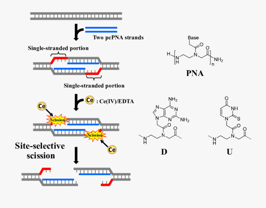 Site Selective Scission Of Double Stranded Dna By An, Transparent Clipart